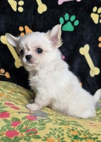 Chihuahua dogs - Advert 4