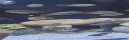 Cichlids fish for sale: Ruti island fireback cichlids - Advert 3