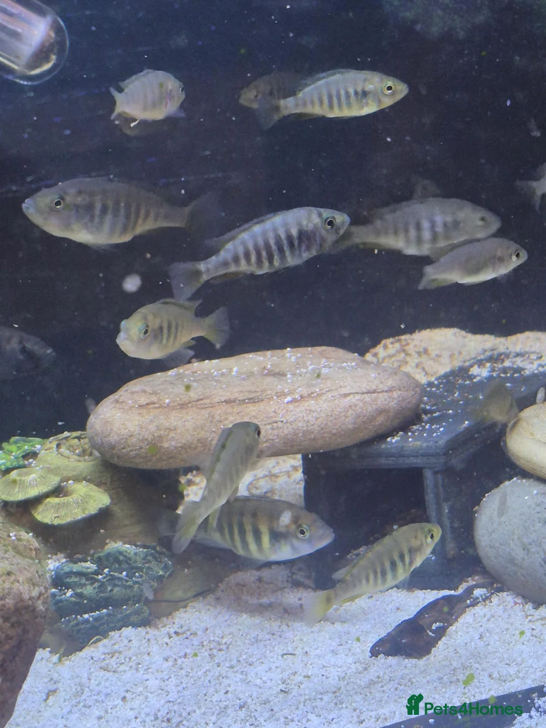 Cichlids fish for sale: Ruti island fireback cichlids - Advert 3
