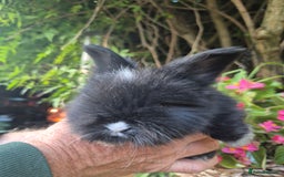 Angora rabbits for sale: The cutest black beauties 🖤 - Image 19