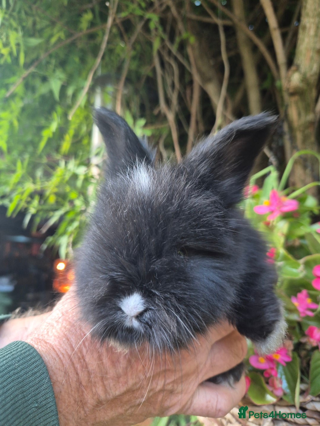 Angora rabbits for sale: The cutest black beauties 🖤 - Image 19