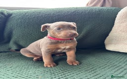 Australian Kelpie dogs for sale: Australian Kelpie Puppies WKC Registered - Image 24
