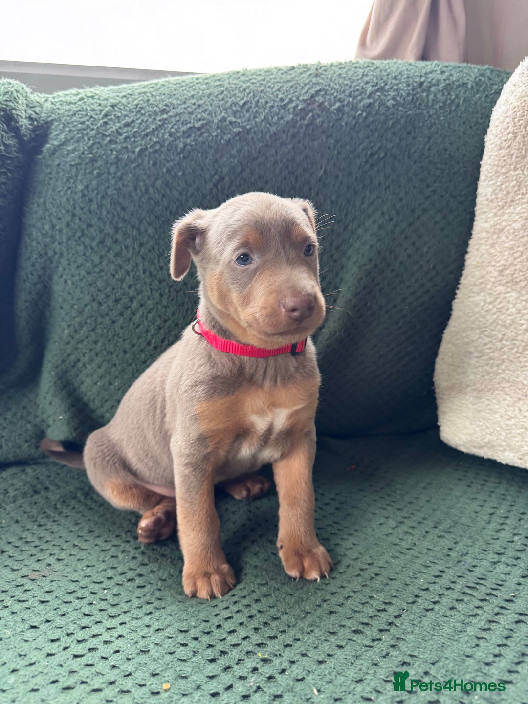 Australian Kelpie dogs for sale: Australian Kelpie Puppies WKC Registered - Image 24