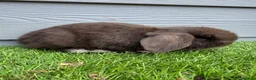 Mini Lop rabbits for sale: Minilop Male Chocolate Bunny From HoppyMiniLops  - Advert 3