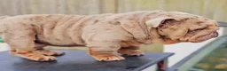 English Bulldog dogs for sale: 🐶 2 Gorgeous Male English Bulldog Puppies 🐶 - Advert 3