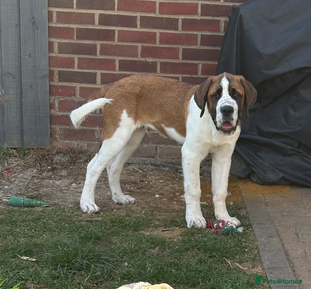 Saint Bernard dogs for sale: Saint Bernard puppy - Advert 8