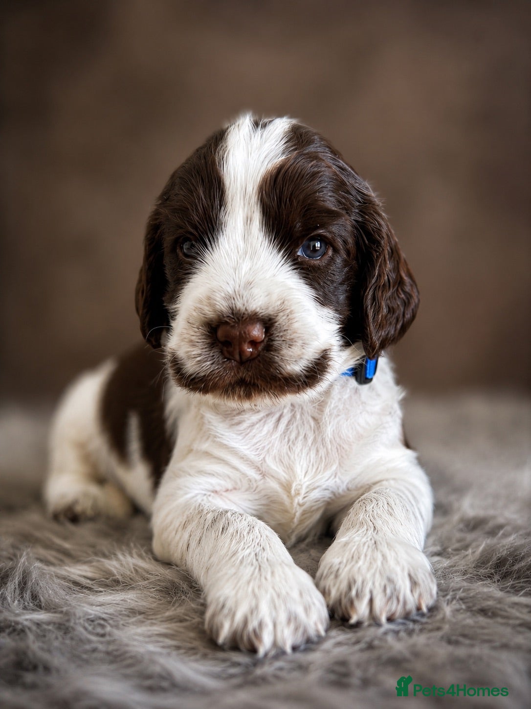 Cocker Spaniel dogs  🤎Exceptional DNA clear show Cocker Spaniels🤎 - Advert 17