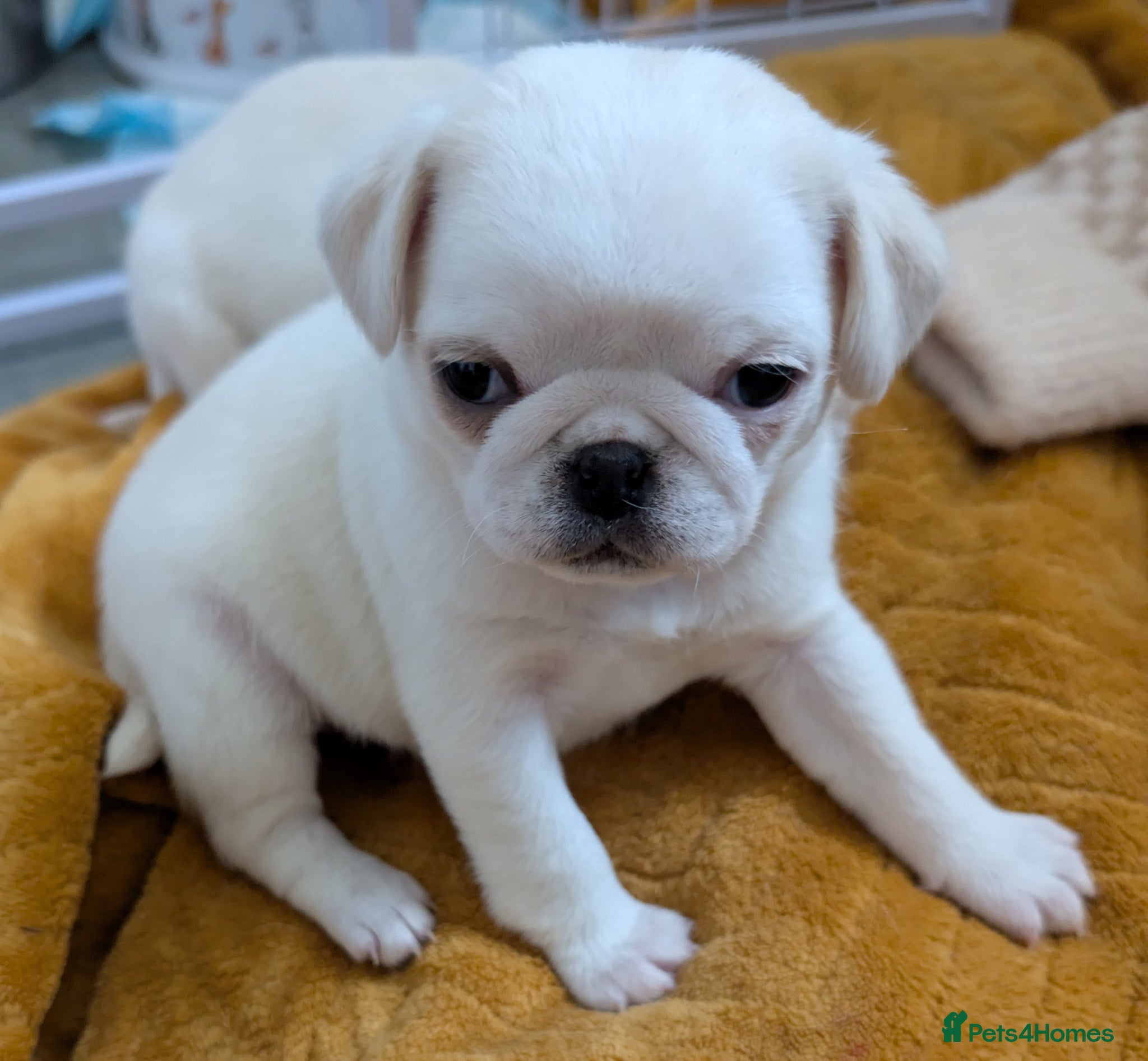 Pug dogs Beautiful pug puppies (3 left ) ready 18/04 - Advert 2