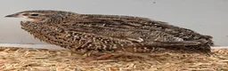 Quail poultry for sale: Young Male Coturnix Quail Birds - 2 Available - Advert 8