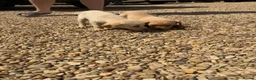 Labrador Retriever dogs for sale: Labrador puppies ready to leave! - Advert 23