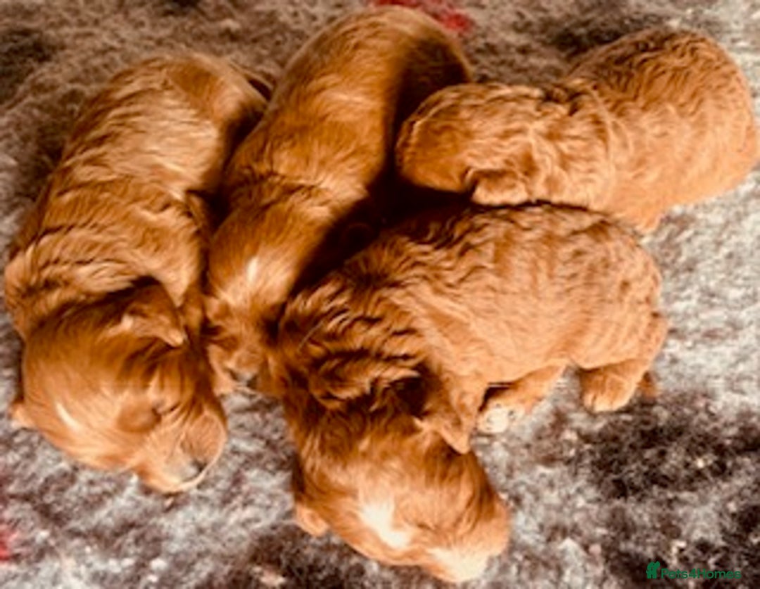Cavapoo dogs for sale: Fabulous F1b Cavapoo litter - DNA clear - Image 4