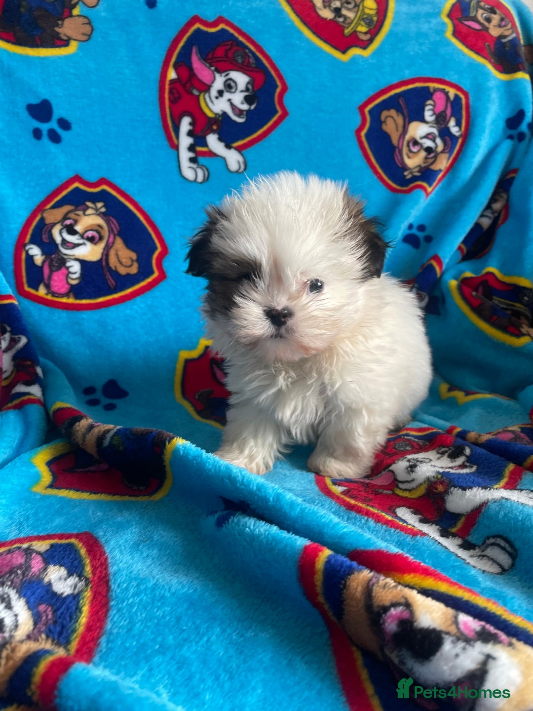 Lhasa Apso dogs for sale: 🩷💙2 lovely Lhasa apso puppies  - Advert 2
