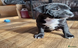 Staffordshire Bull Terrier dogs for sale: KC Reg Staffy Pups – Beautiful Chunky Puppys - Image 4