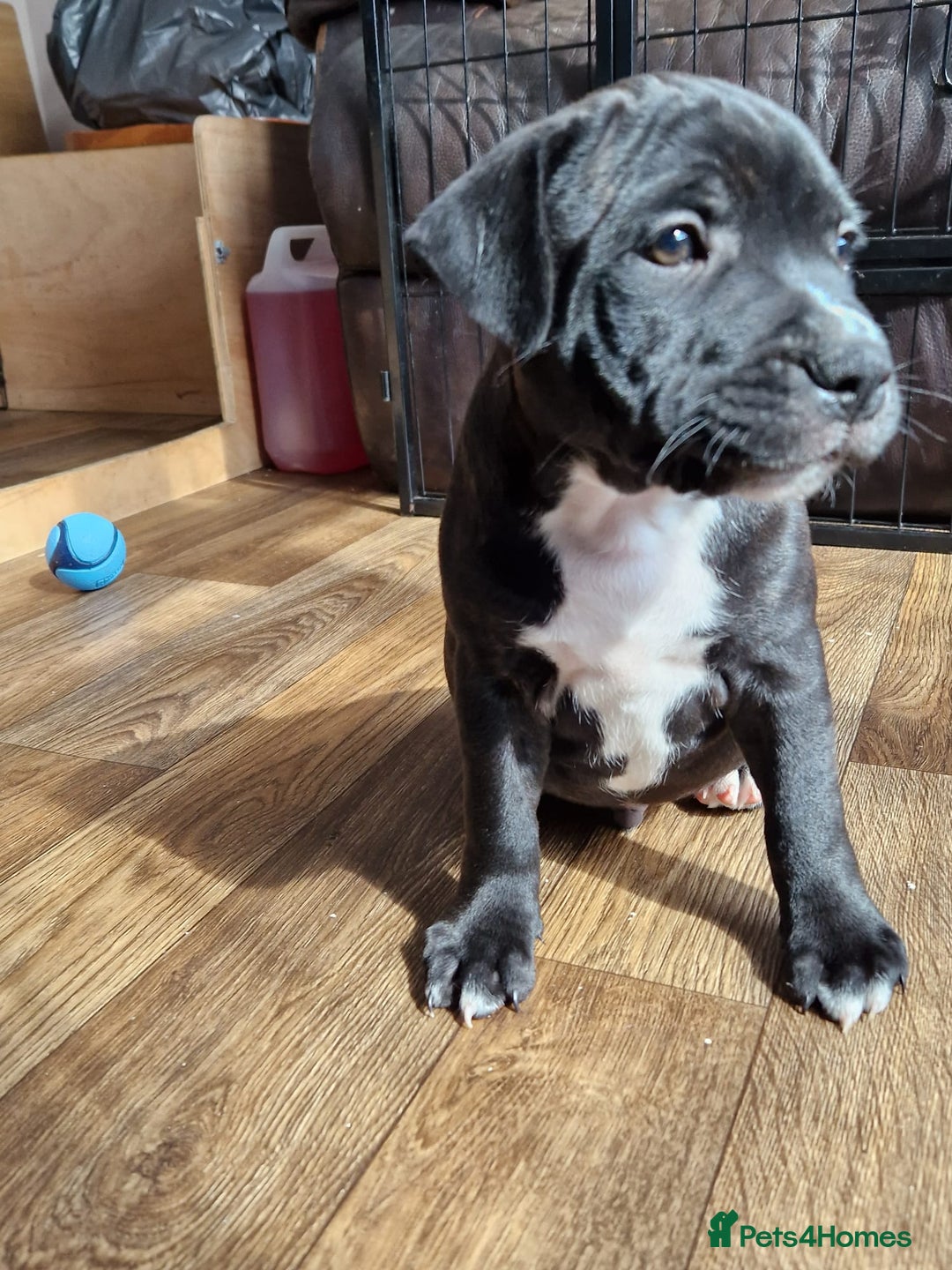 Staffordshire Bull Terrier dogs for sale: KC Reg Staffy Pups – Beautiful Chunky Puppys - Image 4