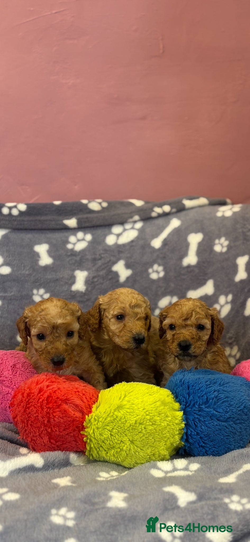 Miniature Poodle dogs Stunning litter of KC miniature poodles  - Advert 1