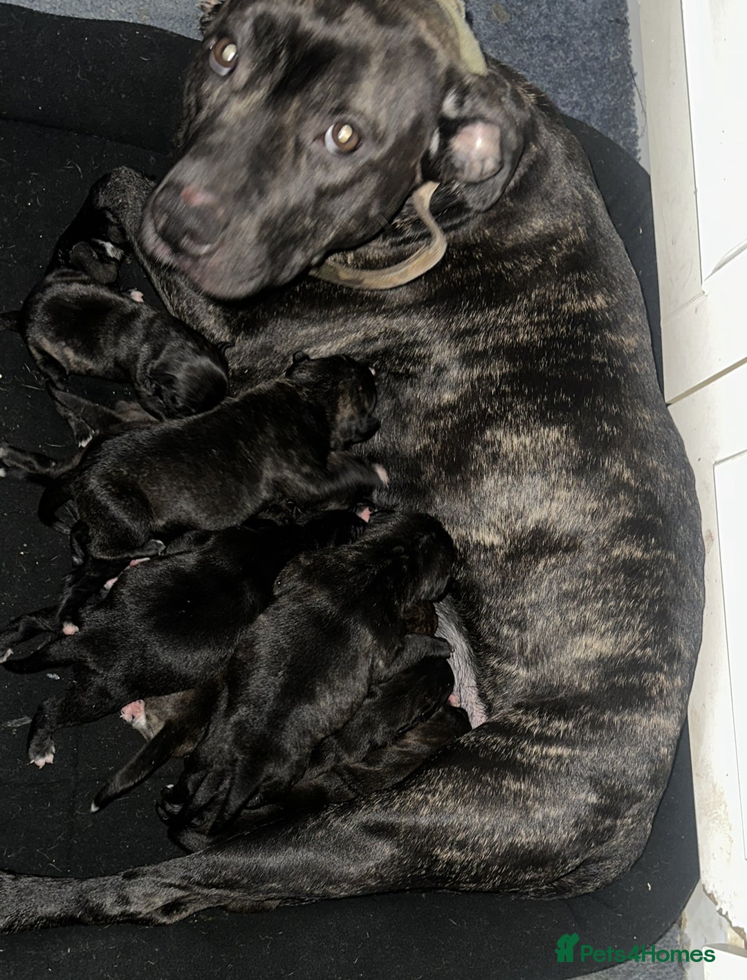 Mixed Breed dogs for sale: Beautiful staffy puppies looking for forever home  - Advert 40