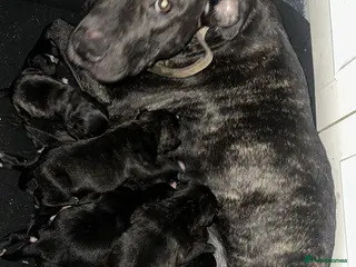 Mixed Breed dogs Beautiful staffy puppies looking for forever home - Advert 10