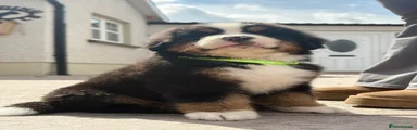 Bernese Mountain Dog 2
