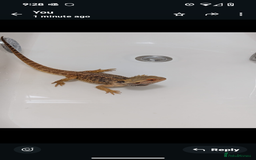 Bearded Dragon reptiles for sale: Bearded dragon and vivarium  - Image 2