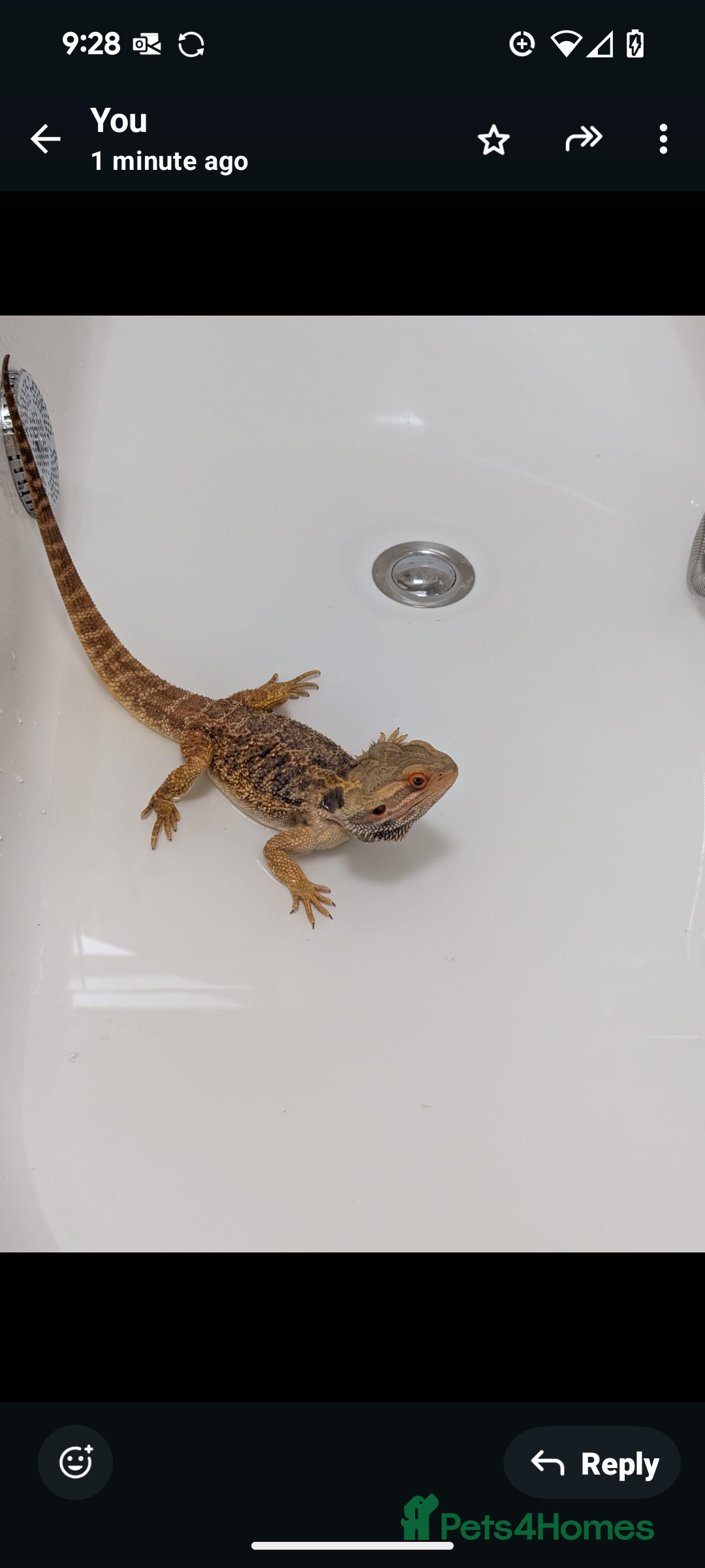 Bearded Dragon reptiles for sale: Bearded dragon and vivarium  - Image 2