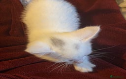 Bombay cats for sale: Kittens  - Image 9