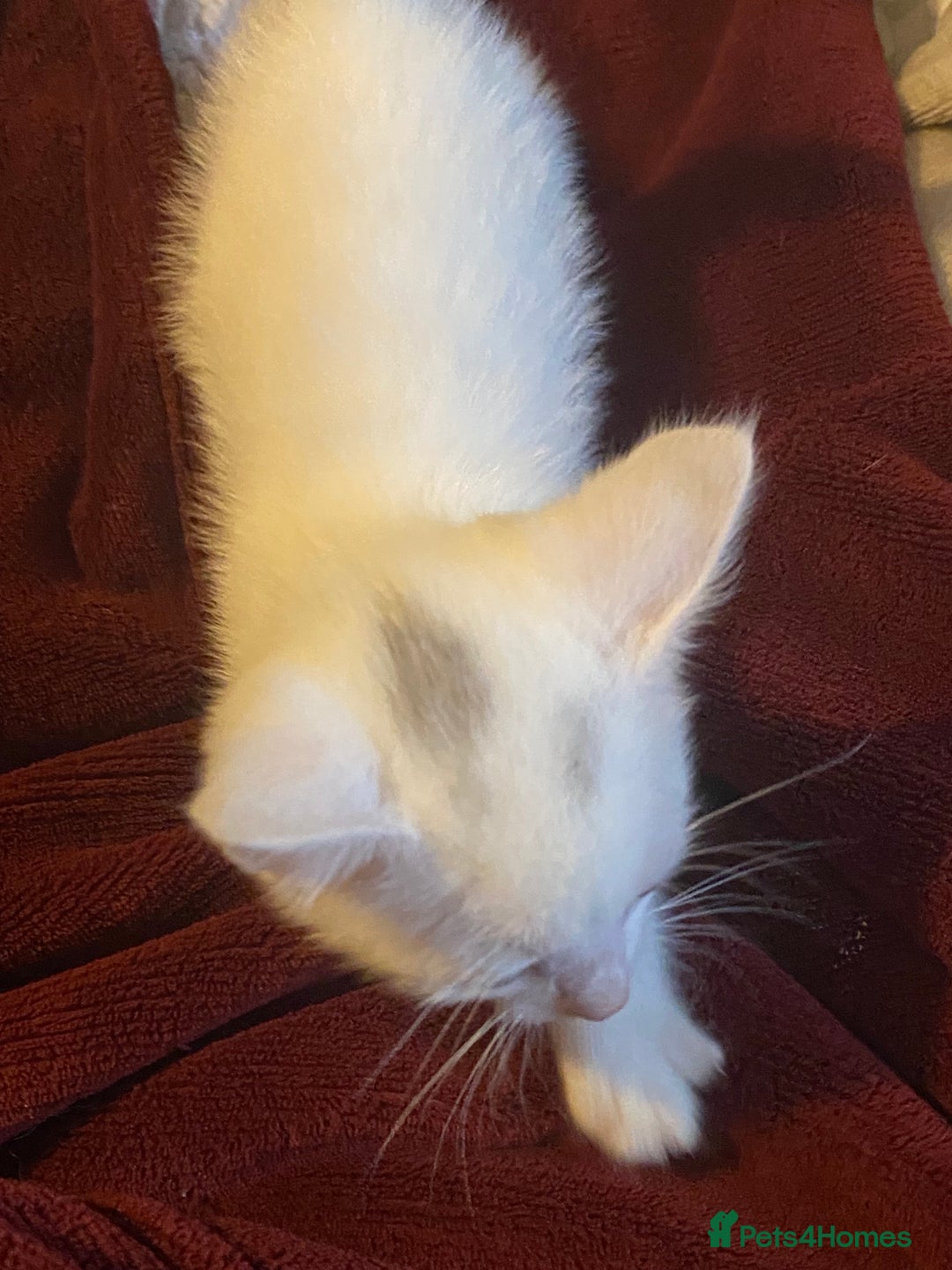Bombay cats for sale: Kittens  - Image 9