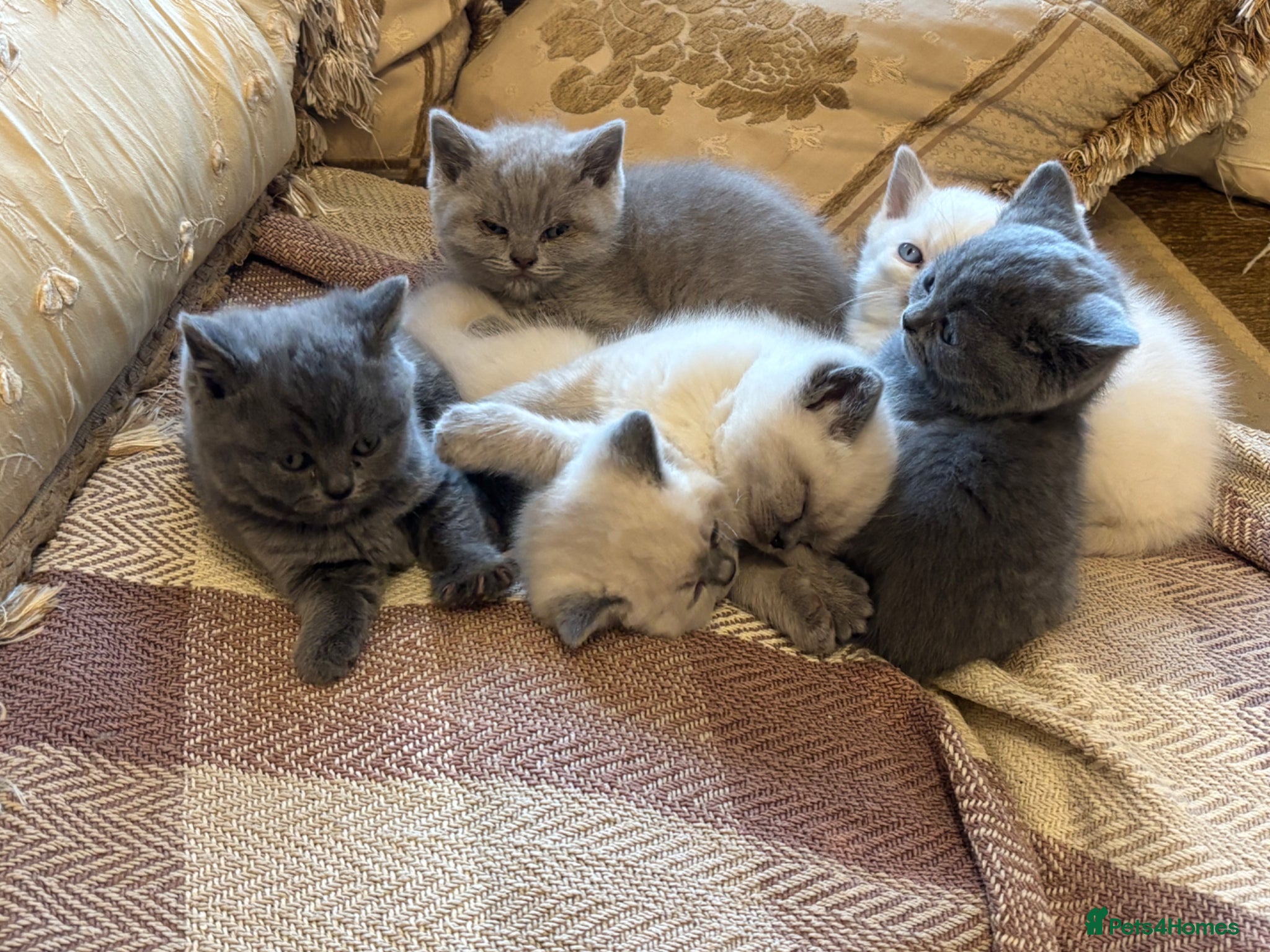 British Shorthair cats for sale: 1 beautiful British Blue - Advert 13