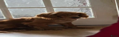 Cocker Spaniel 1