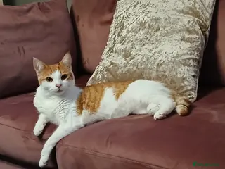 British Longhair cats Beautiful ginger girl - Advert 1