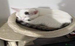 Mixed Breed cats for sale: I am donating a 5-month-old kitten. - Image 2