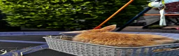 Mini Lop rabbits for sale: Pure breed Mini Lop bunnies  - Advert 38
