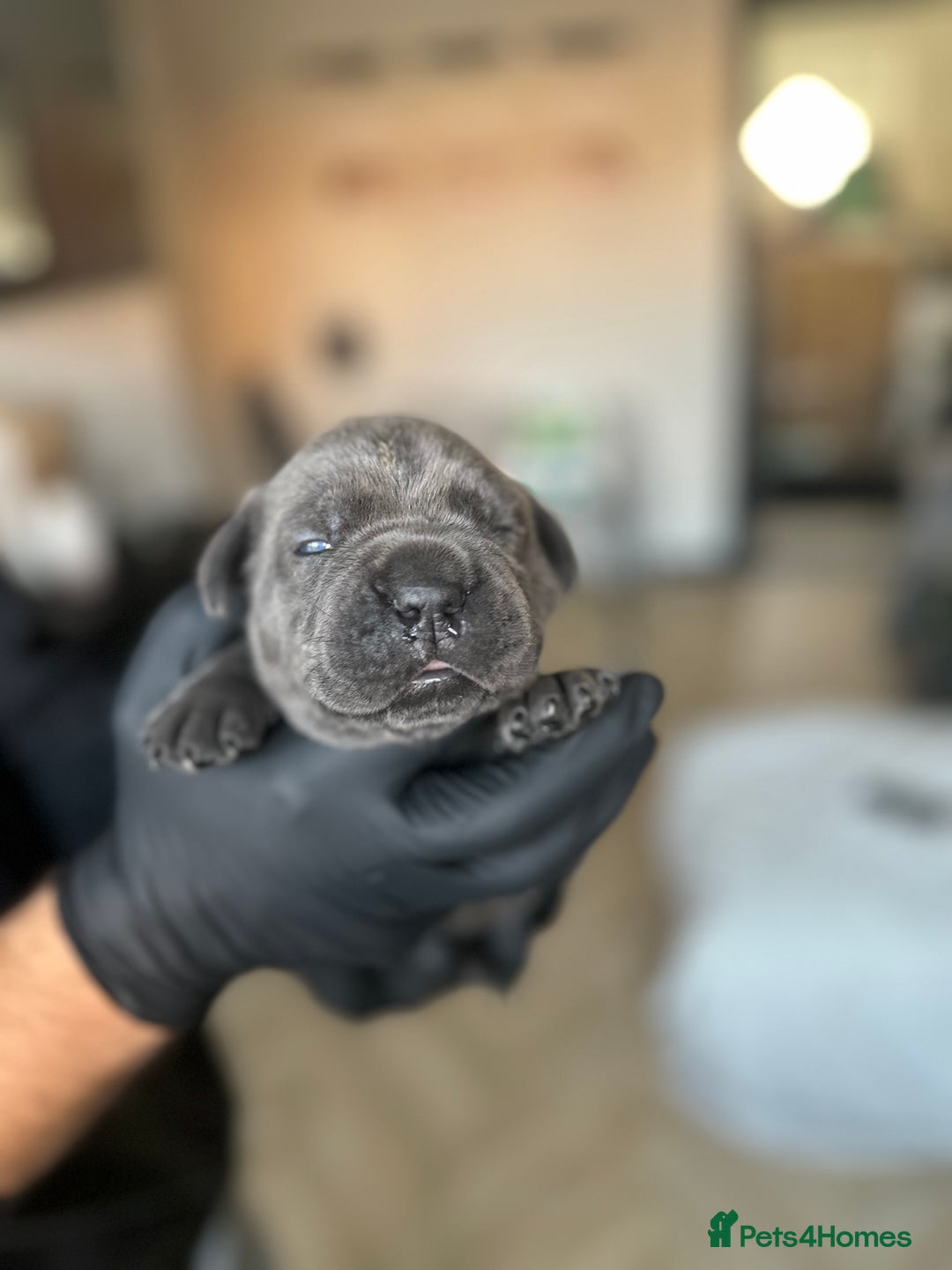 Cane Corso dogs for sale: Lupo D’Italia Kennels - Advert 11