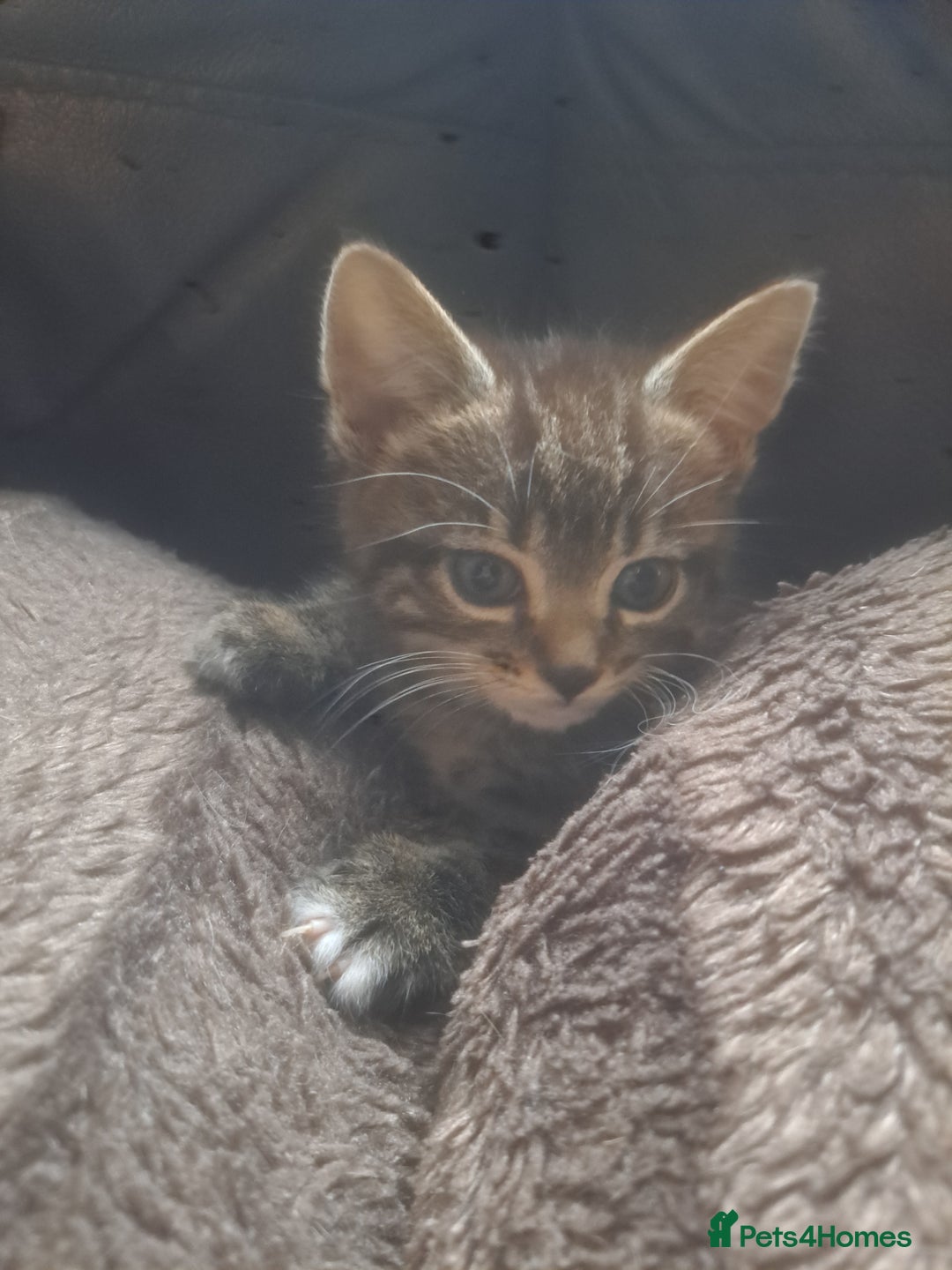 Mixed Breed cats for sale: 2 beautiful males  - Image 2