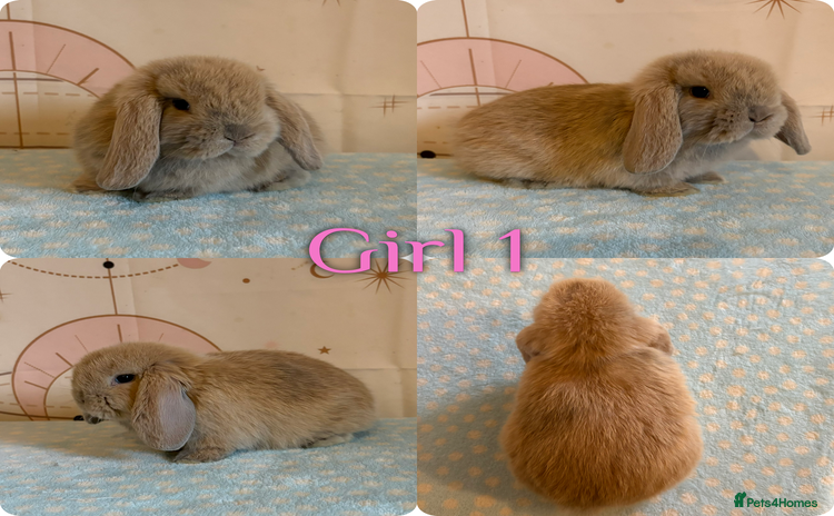 Mini Lop rabbits Baby Mini Lop Rabbits  - Advert 2