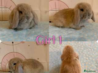 Mini Lop rabbits for sale: Baby Mini Lop Rabbits - Advert 1