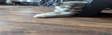 Alaskan Malamute 6