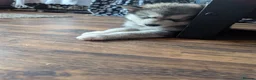 Alaskan Malamute dogs for sale: Kc Reg Alaskan Malamute puppies  - Advert 7