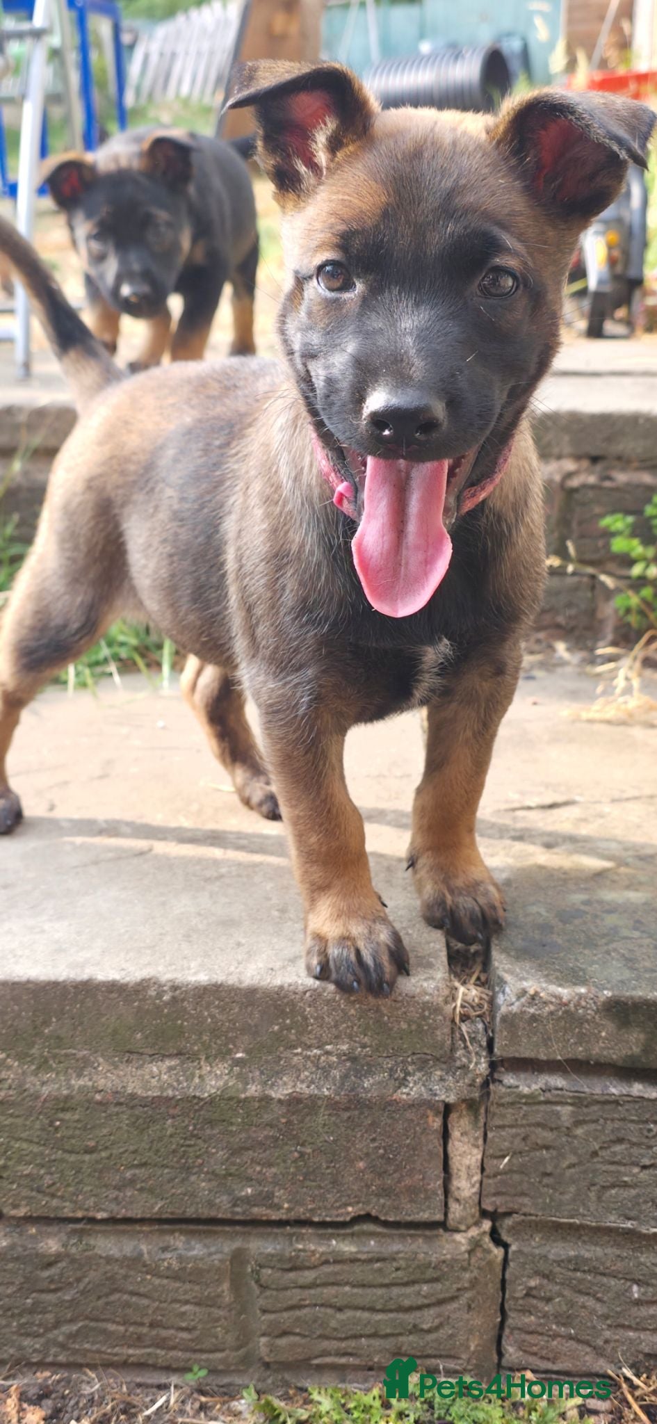 Belgian Shepherd Dog dogs Ringsport fci malinois x knpv dutch shepard - Advert 6