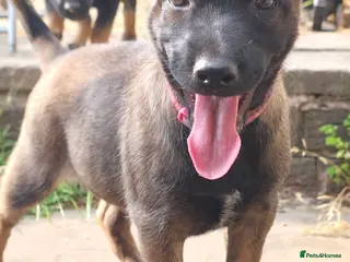Belgian Shepherd Dog dogs Ringsport fci malinois x knpv dutch shepard - Advert 6