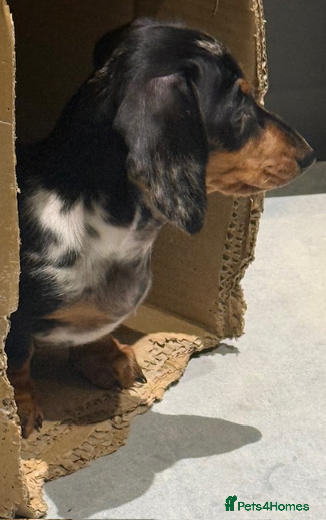 Miniature Dachshund dogs for sale: Ruby and Marley pups - Advert 32