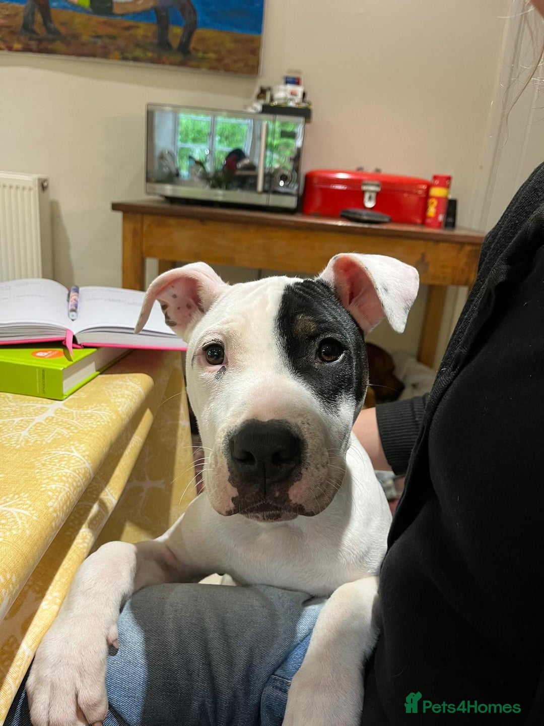 Mixed Breed dogs for sale: Staffie cross looking for new home - Advert 4