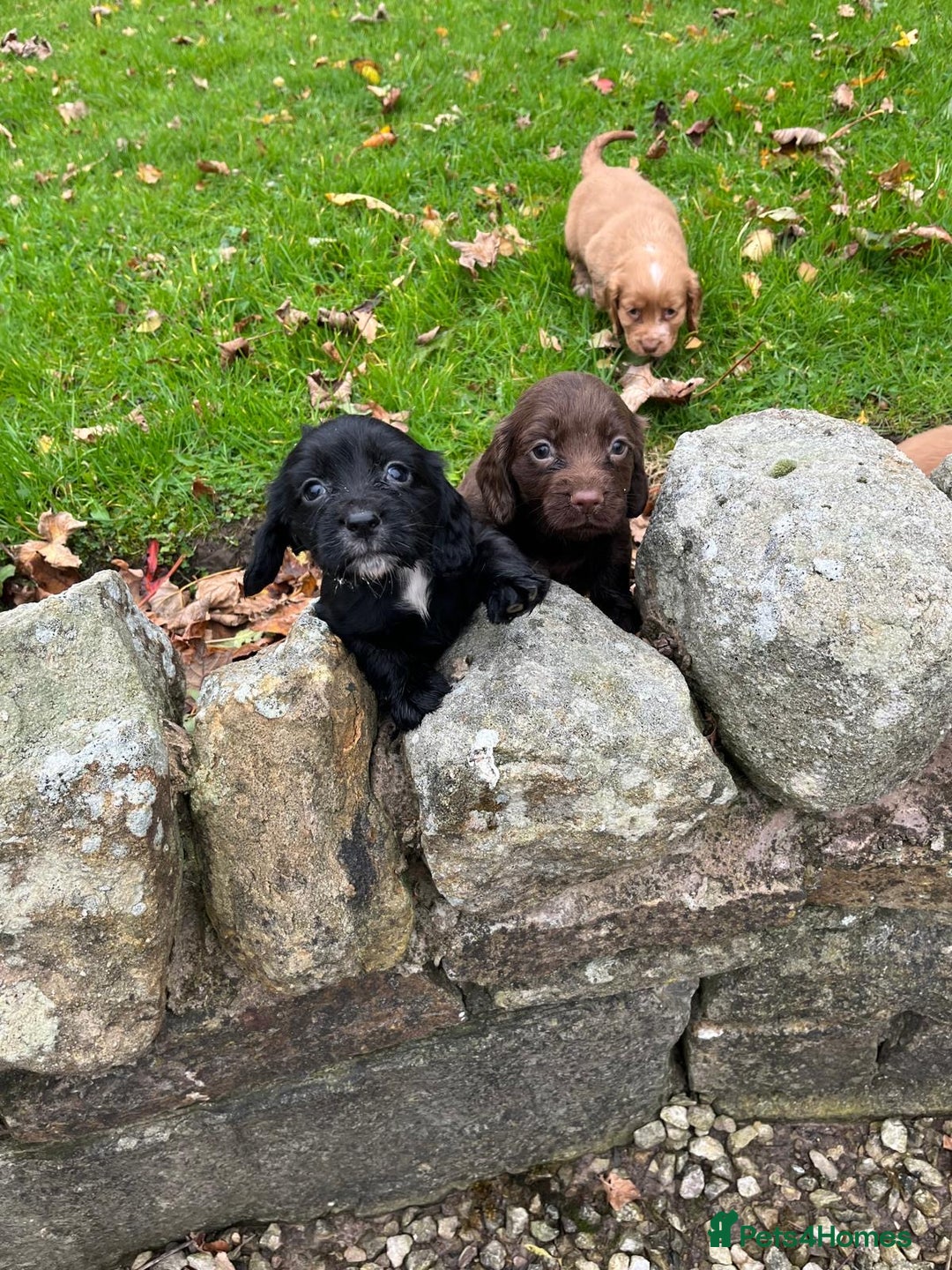 Cocker Spaniel dogs for sale: Cocker spaniel puppies  - Image 9