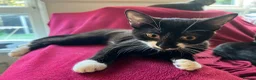 British Shorthair cats for sale: Three Adorable Kittens Looking for Forever Homes  in London - Advert 4