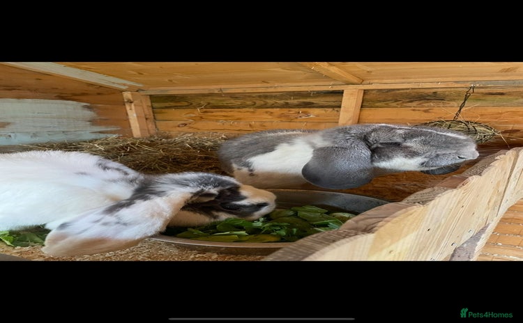 French Lop rabbits - Advert 1