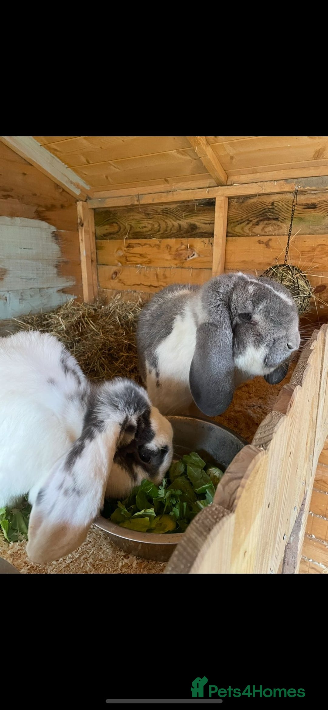 French Lop rabbits for sale: 2 French lop rabbits  - Image 1