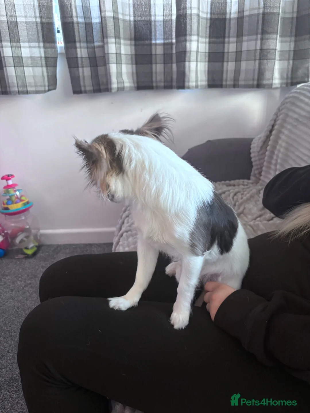 Jack Chi dogs for sale: Brodie the jack russel Chihuahua in Newquay - Advert 3