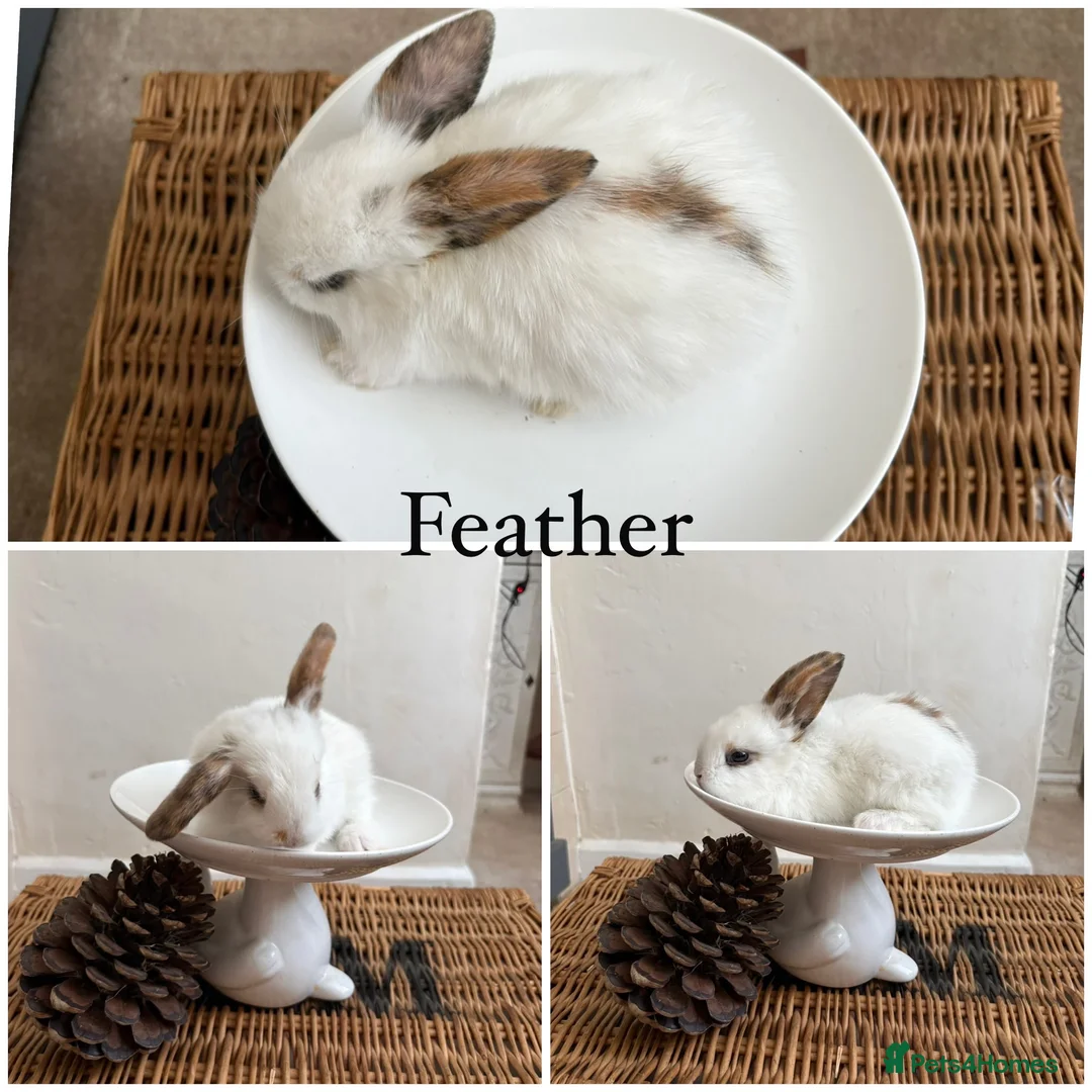 Mixed Breed rabbits for sale: 6 very  tame & pretty babies available August - Advert 2