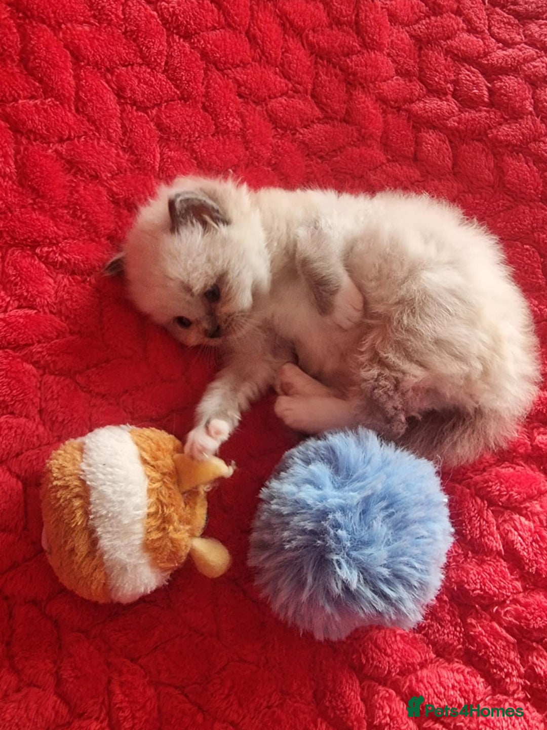 Ragdoll cats for sale: Kitten - Image 10