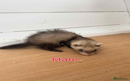 Ferret rodents for sale: Young ferrets  - Image 3