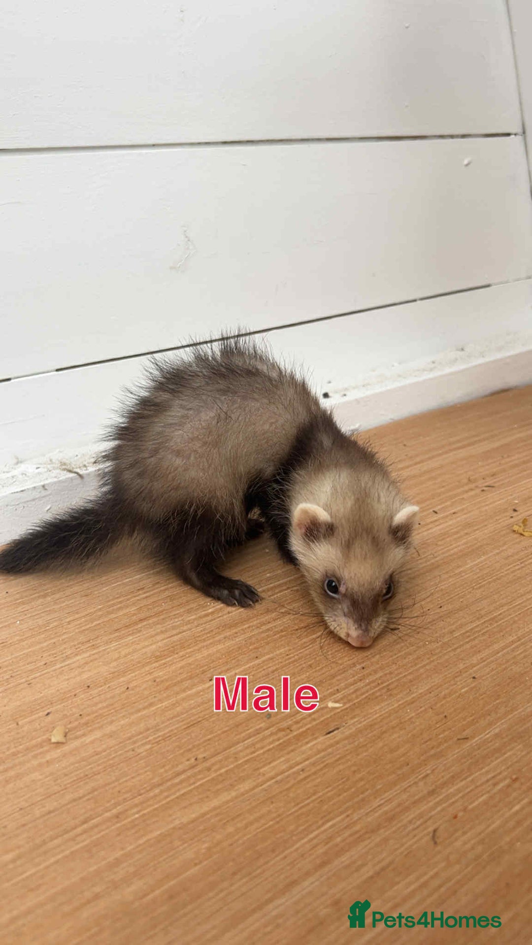 Ferret rodents for sale: Young ferrets  - Image 3